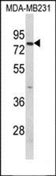 RANBP9 antibody