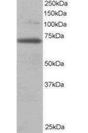 Goat anti-RANGAP1 Antibody