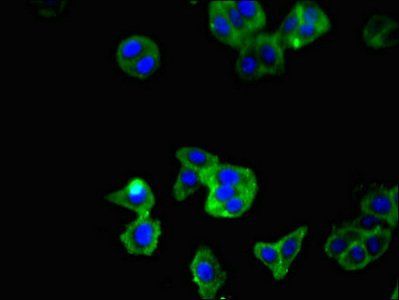 Tnfsf11 Antibody