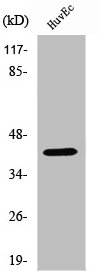 TNFSF11 Antibody