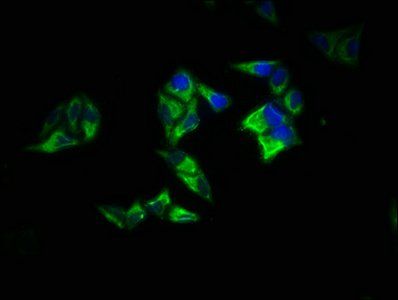 RAP1A Antibody