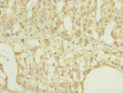 RAP1A Antibody