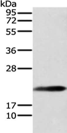 RAP1A antibody