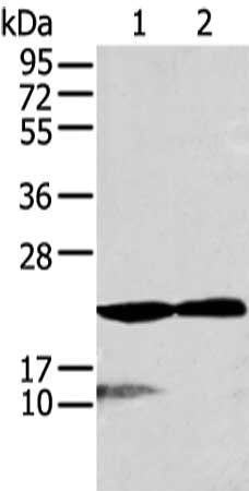 RAP1A antibody