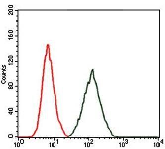 RAP1A Antibody