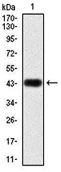 RAP1A Antibody