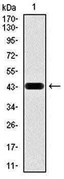 RAP1A Antibody
