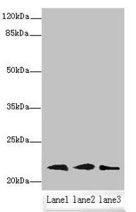 RAP1B antibody