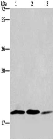 RAP1B Antibody