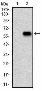 RAP1GAP Antibody