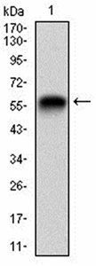 RAP1GAP Antibody