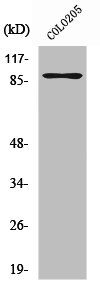 RAP1GAP Antibody