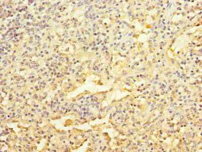 RAPGEF5 Antibody
