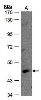 RAR-gamma antibody