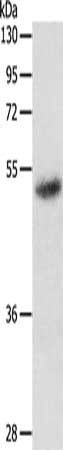 RARA Antibody