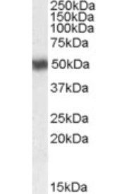 Goat anti-RARA Antibody