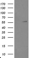 RARRES1 Antibody
