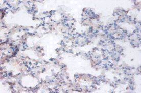 RRAGA Antibody