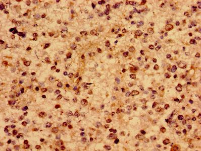 RAB10 Antibody