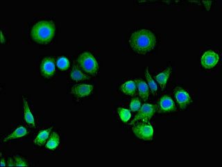 RASA1 antibody