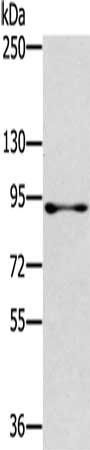 RASAL1 Antibody