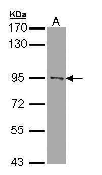 RASAL1 antibody [C1C3]