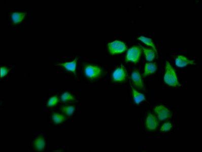 RASAL2 Antibody