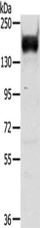 RASAL2 Antibody