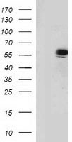 RASD2 Antibody