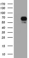 RASD2 Antibody