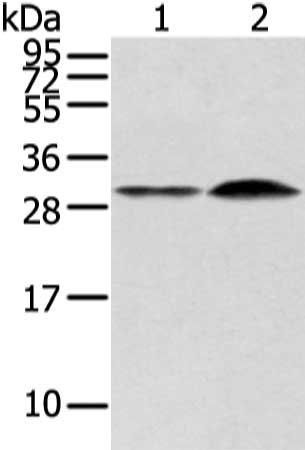 RASD2 Antibody