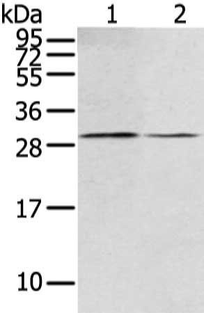 RASD2 Antibody