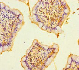 RASGEF1B Antibody