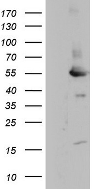 RASGRP3 Antibody