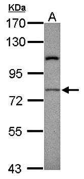 RASGRP4 antibody
