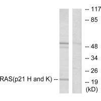 RASH/RASK/RASN Antibody