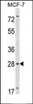 RASL11B antibody