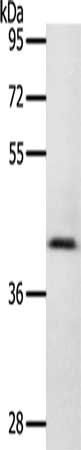 RASSF1 Antibody