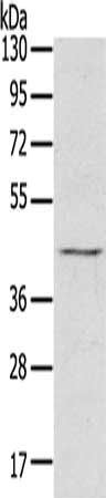 RASSF7 antibody