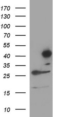 RASSF8 Antibody