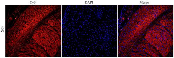 CD206 antibody