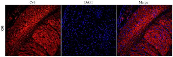 CD206 antibody