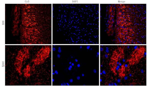 CD206 antibody