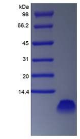 Rat EGF protein