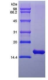 Rat FGF basic protein