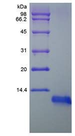 Rat IGF1 protein