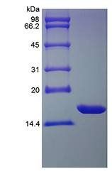 Rat IL1 alpha protein