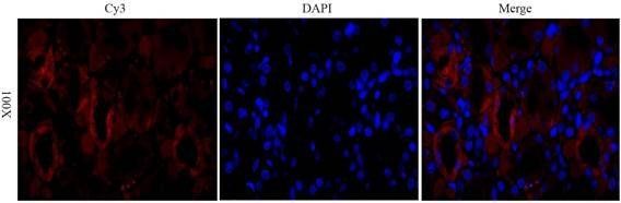CD206 antibody