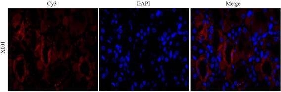 CD206 antibody