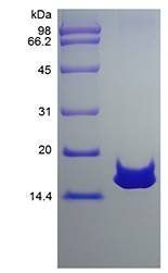 Rat MEC protein